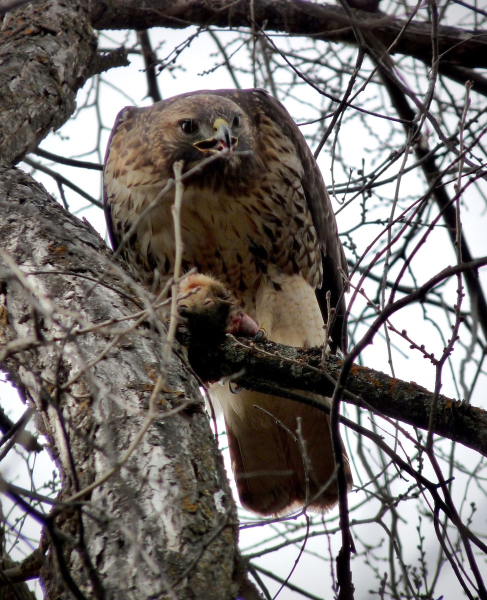 Red-tailed Hawk - ML645877534