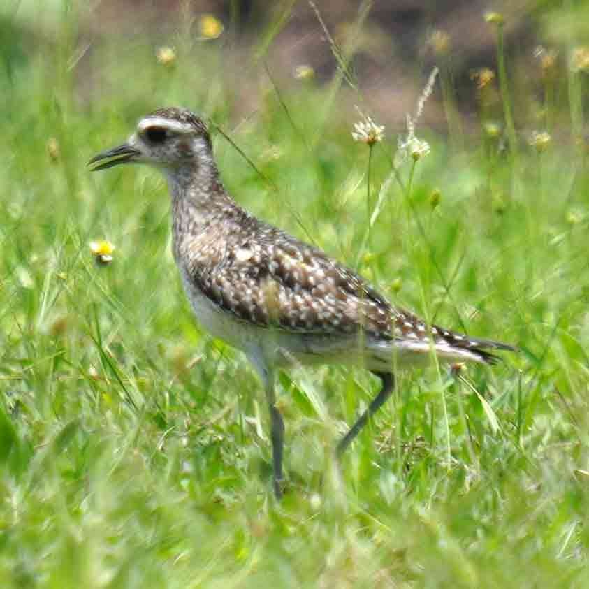Pacific Golden-Plover - ML645877537