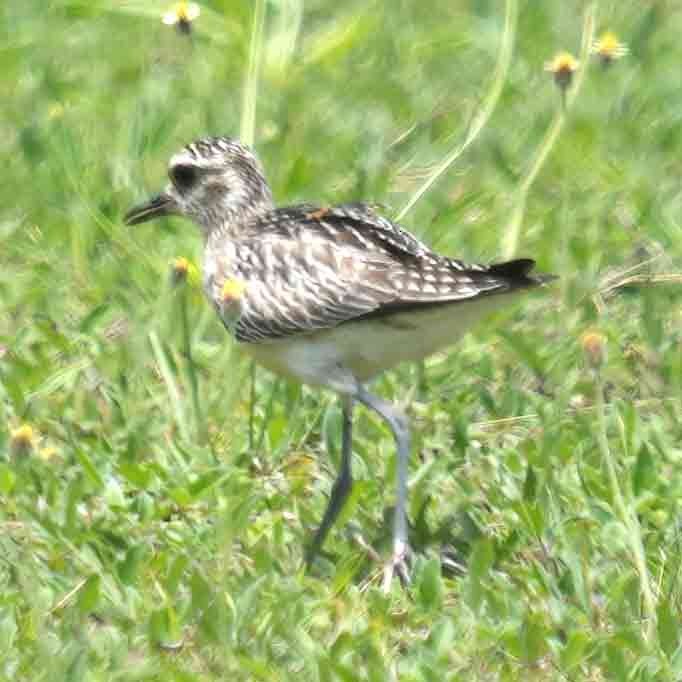 Pacific Golden-Plover - ML645877540