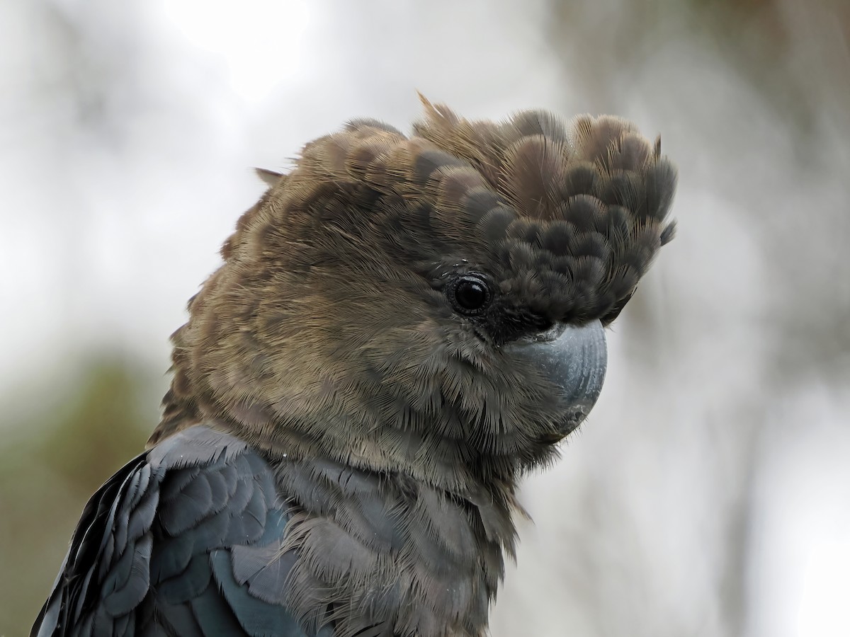 brunkakadu - ML645877544