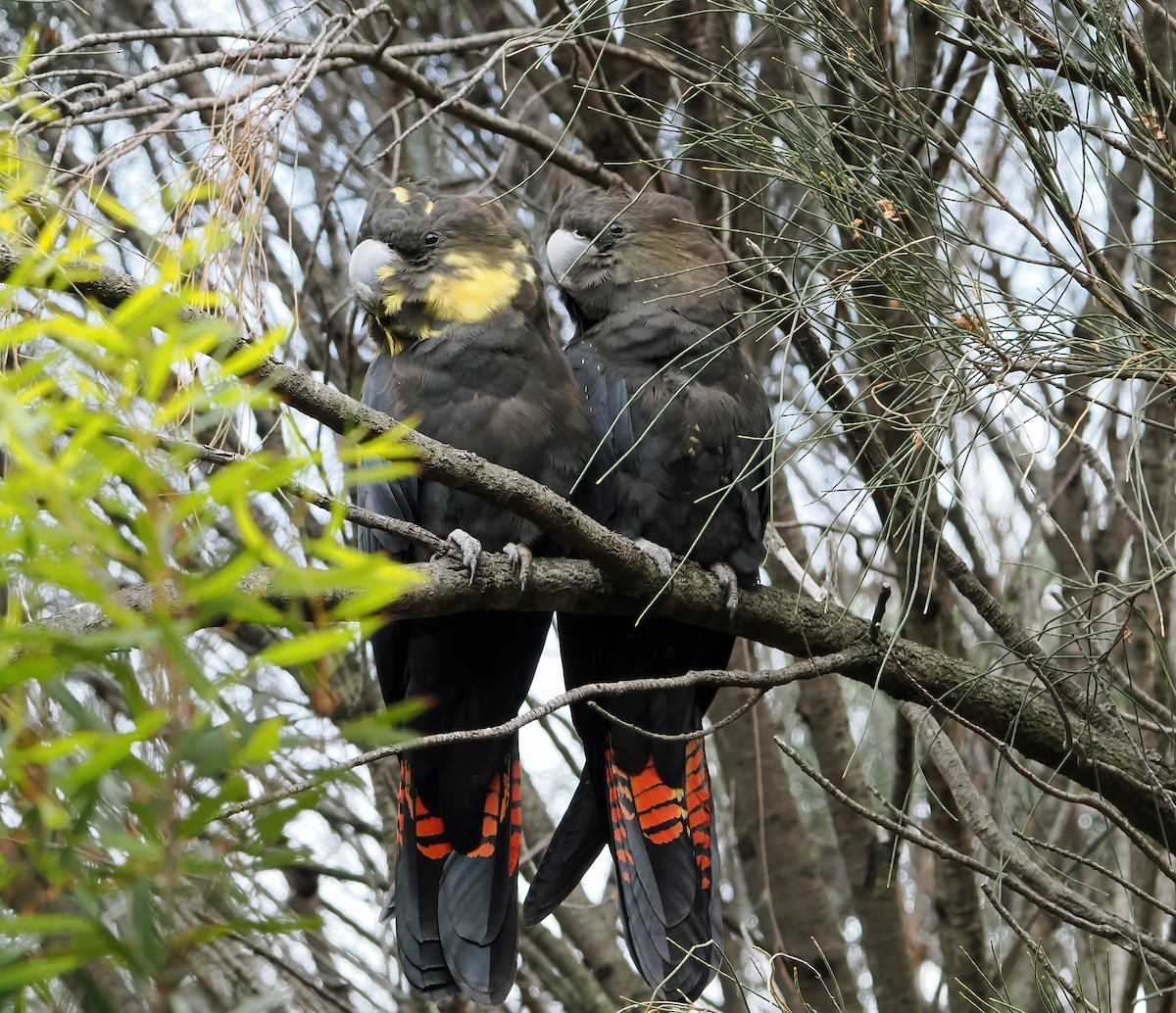 brunkakadu - ML645877545