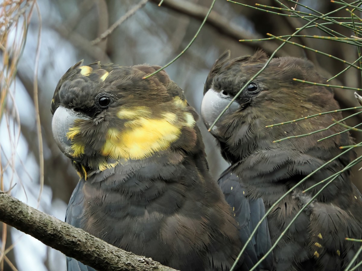 brunkakadu - ML645877546