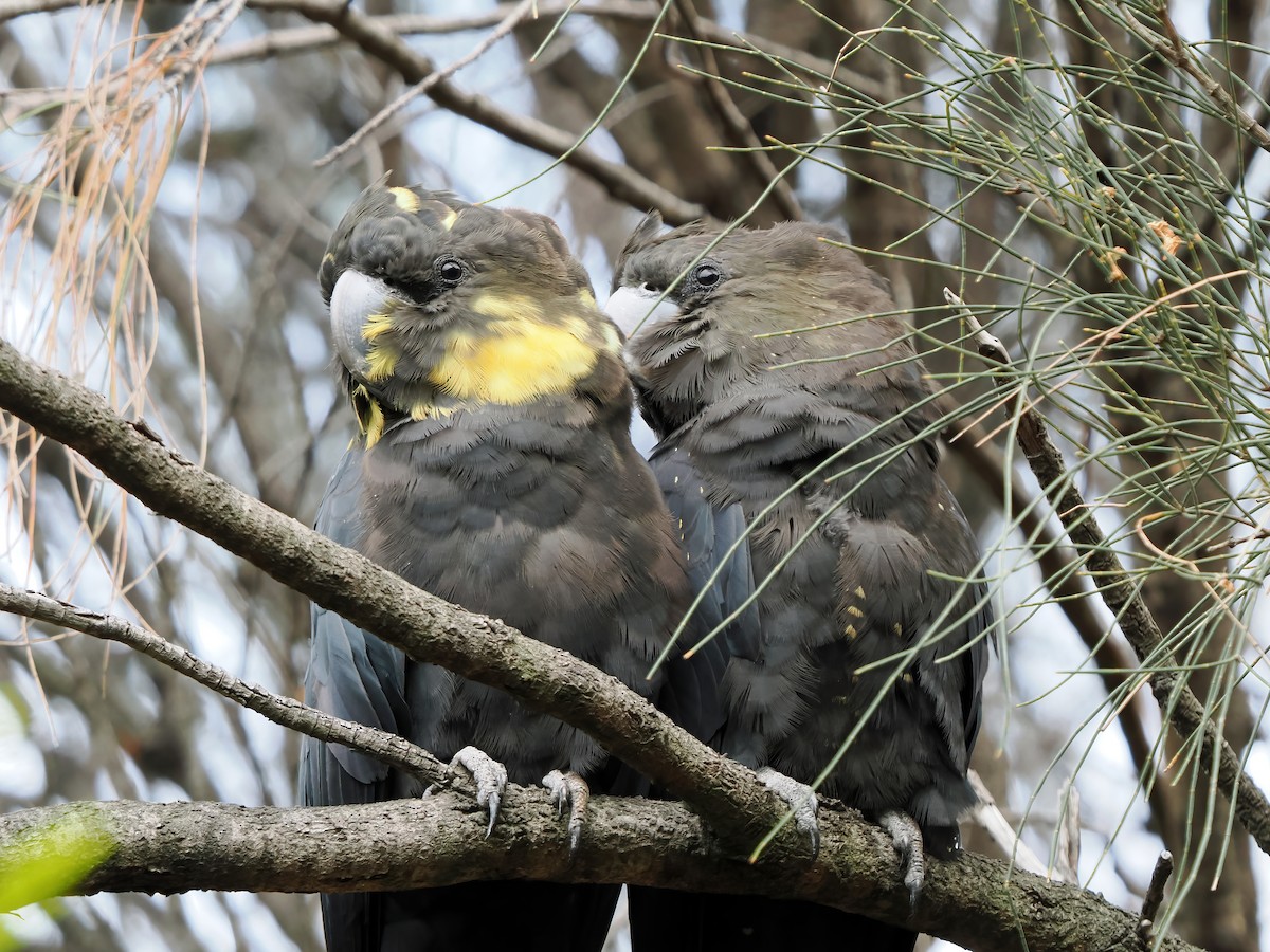 brunkakadu - ML645877547