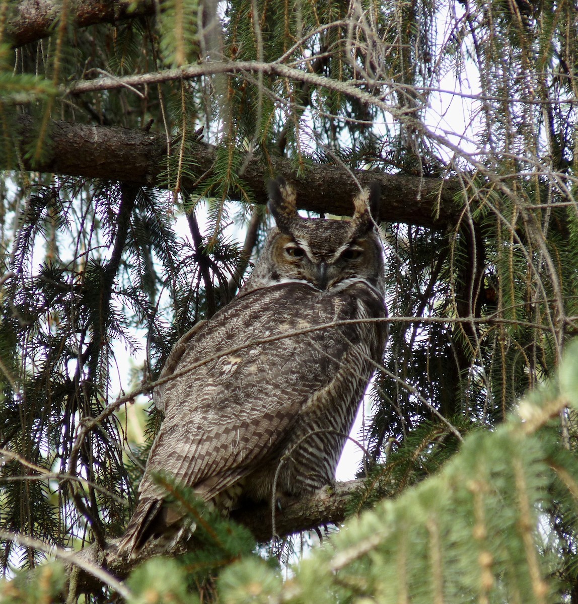 amerikahubro - ML645877552