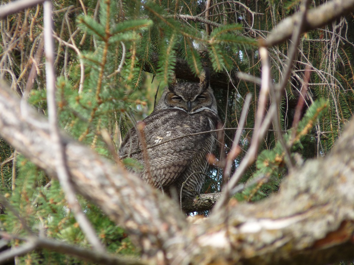 amerikahubro - ML645877553