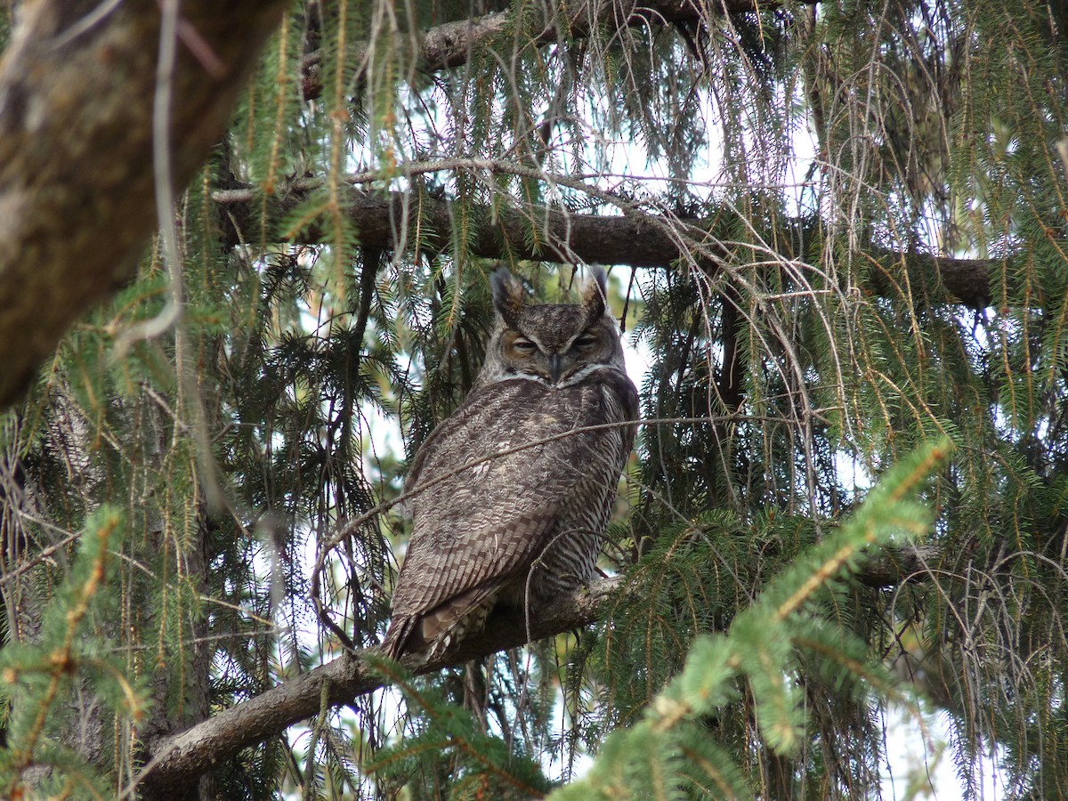 amerikahubro - ML645877554