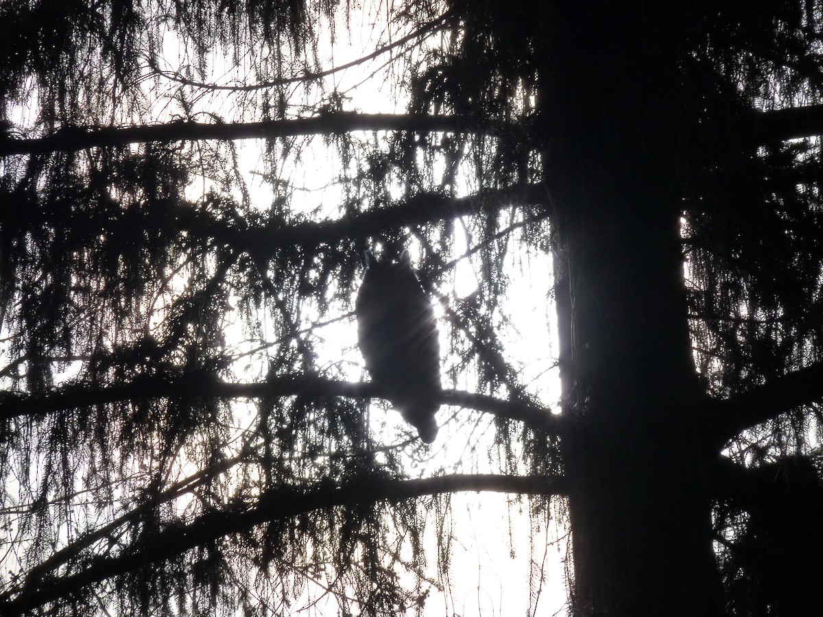 amerikahubro - ML645877555