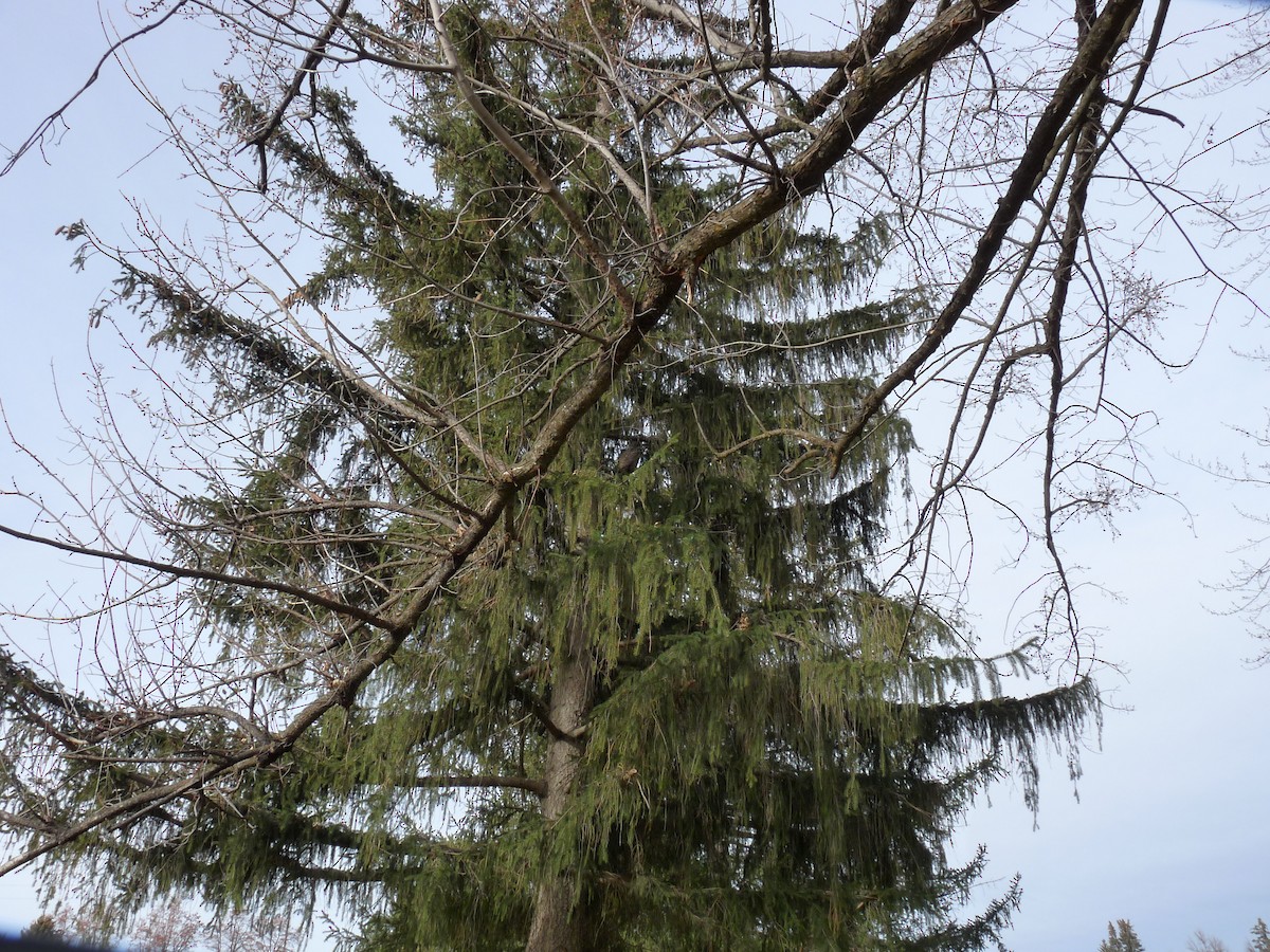 amerikahubro - ML645877556