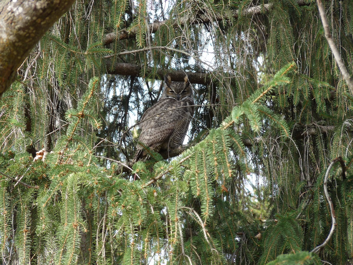 amerikahubro - ML645877557