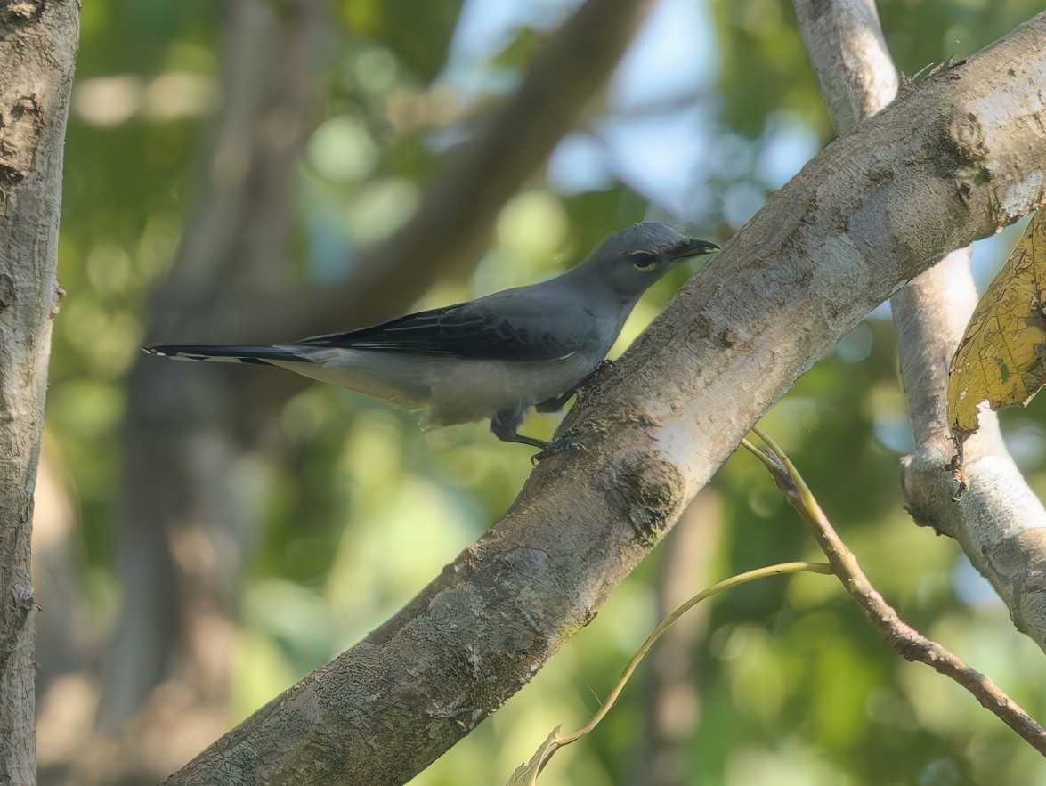 svartvingelarveeter - ML645877558