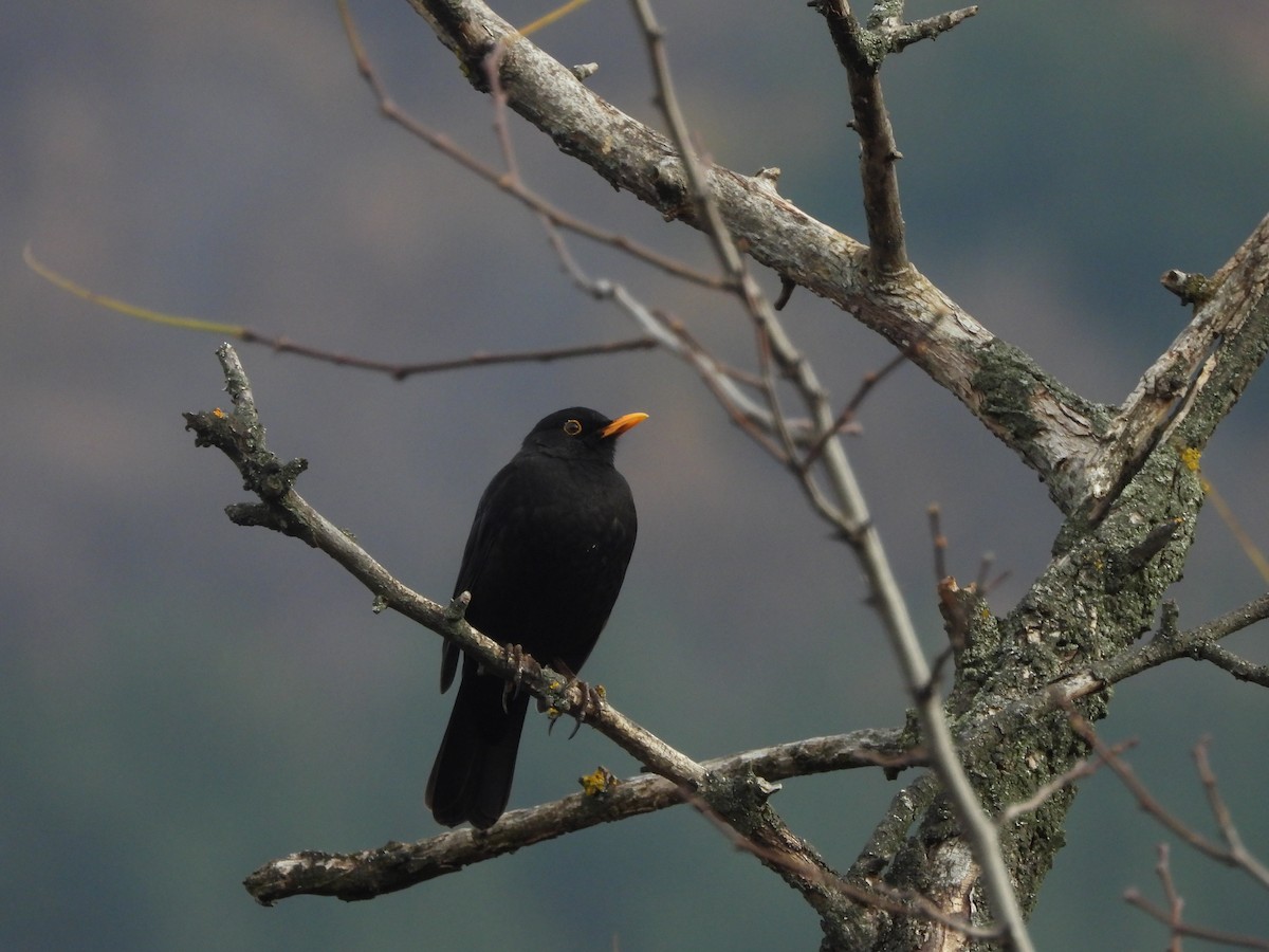 svarttrost - ML645877559