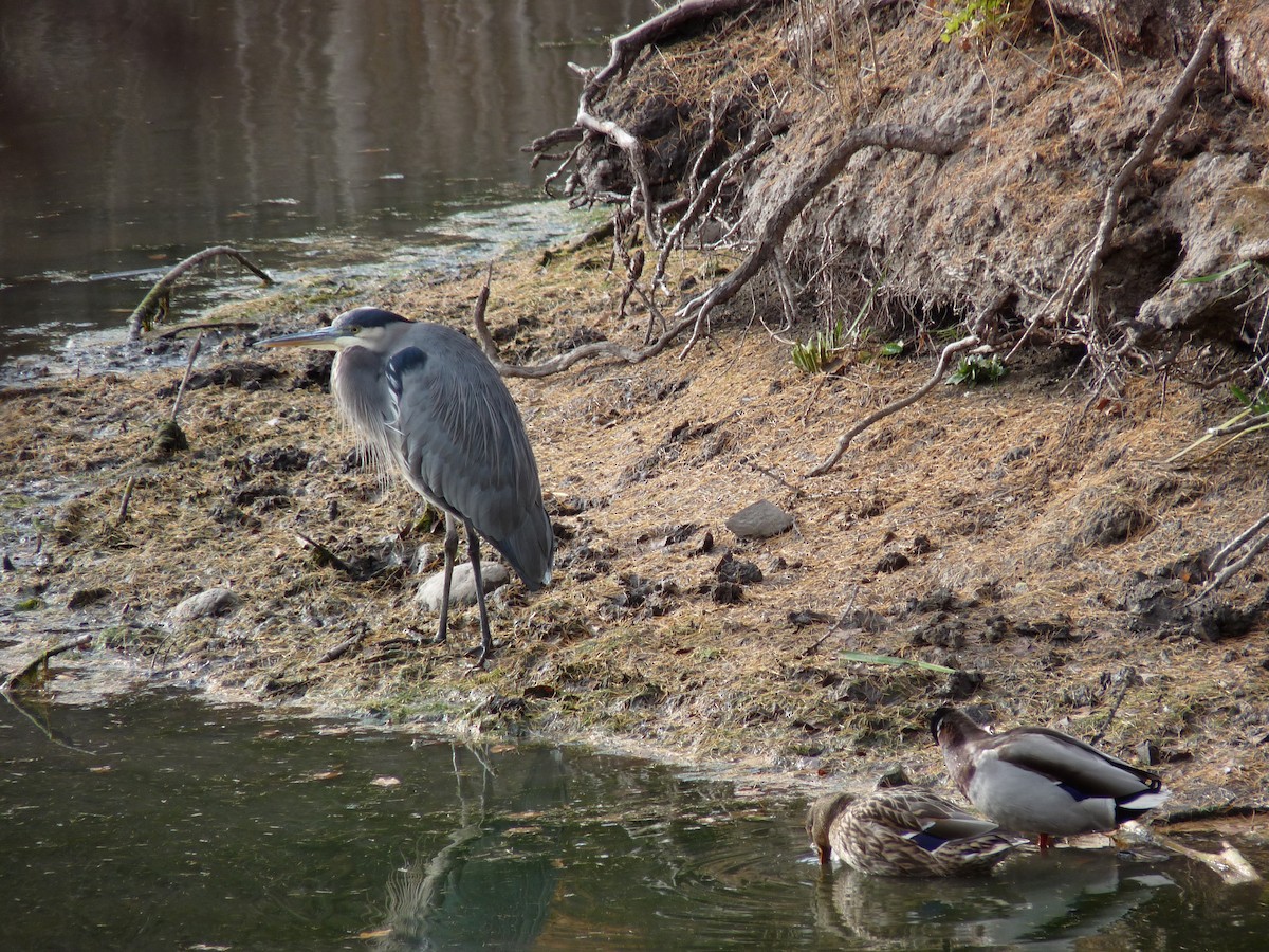 herodiashegre - ML645877563