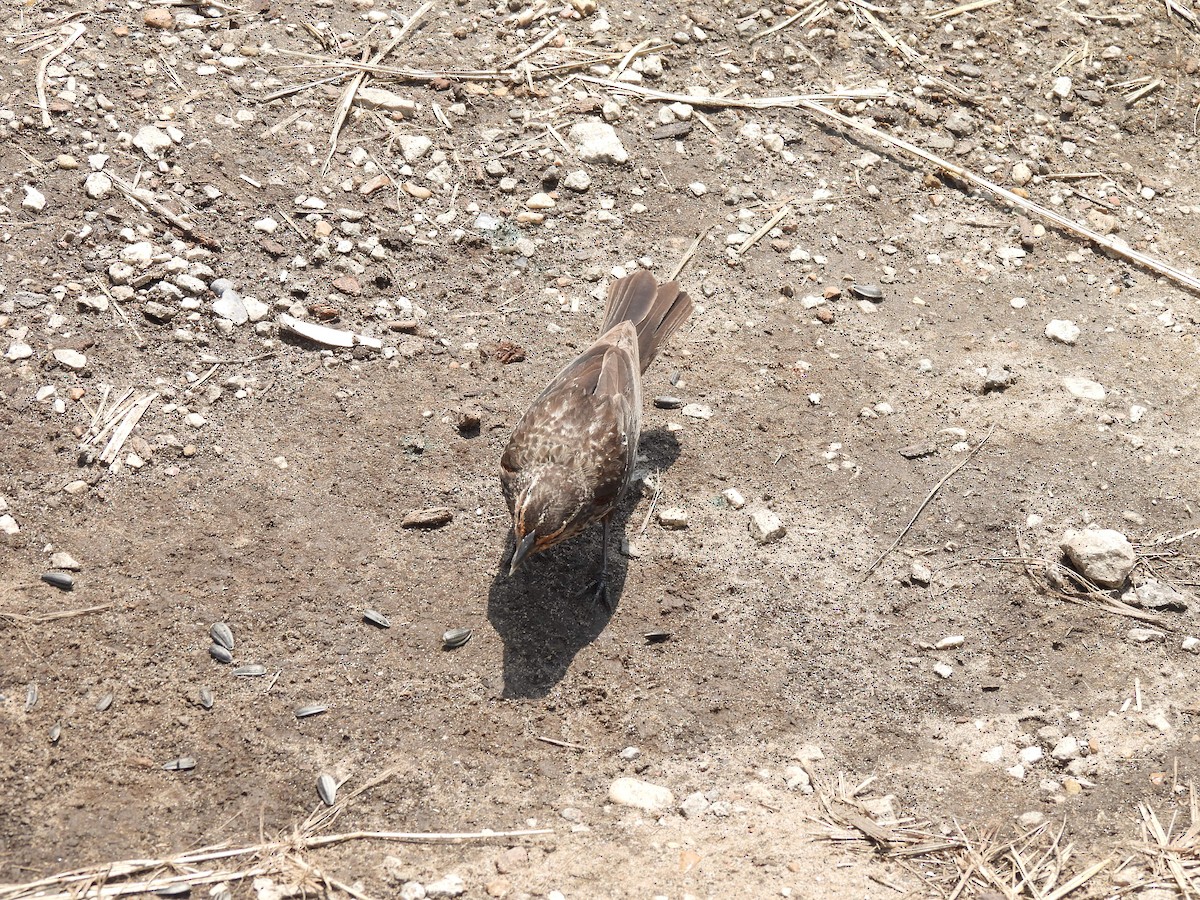 rødvingetrupial - ML645877565