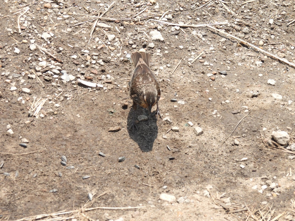 rødvingetrupial - ML645877566