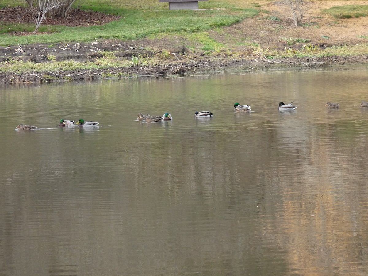 stokkand - ML645877568