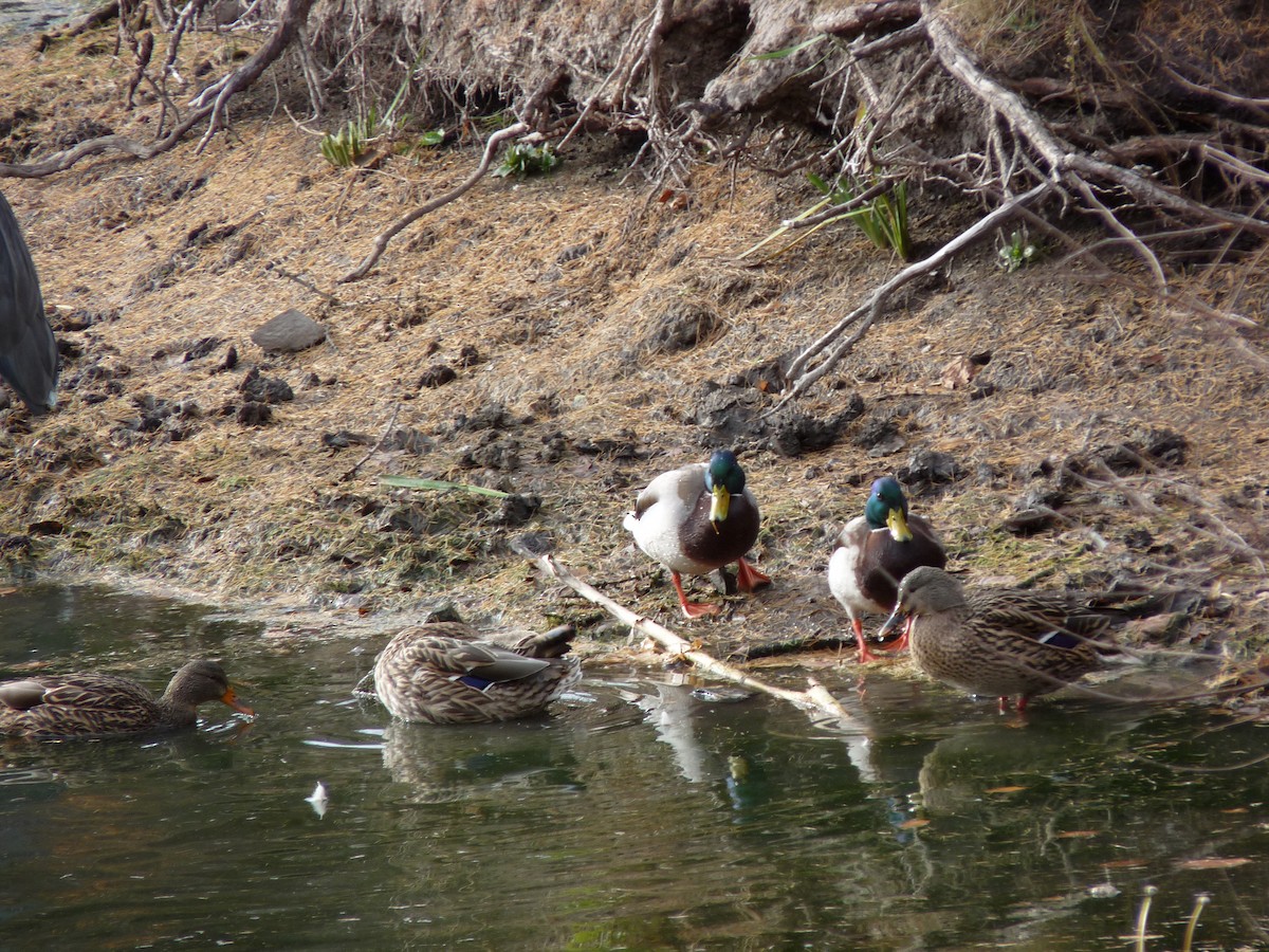 stokkand - ML645877569