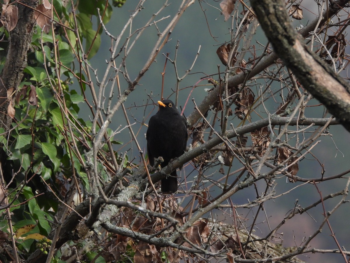 svarttrost - ML645877570