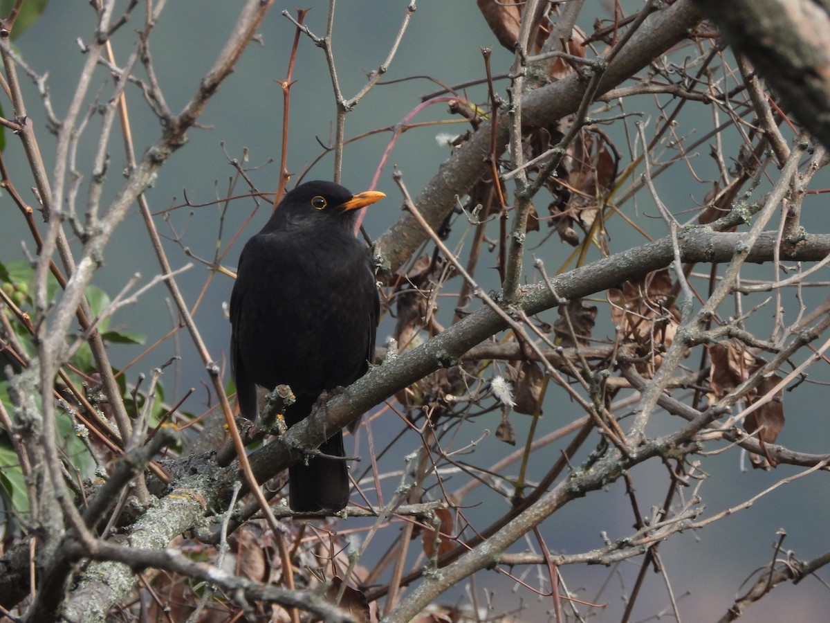 svarttrost - ML645877572