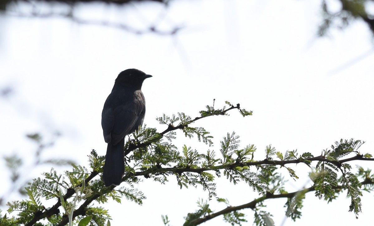 Southern Black-Flycatcher - ML645877596