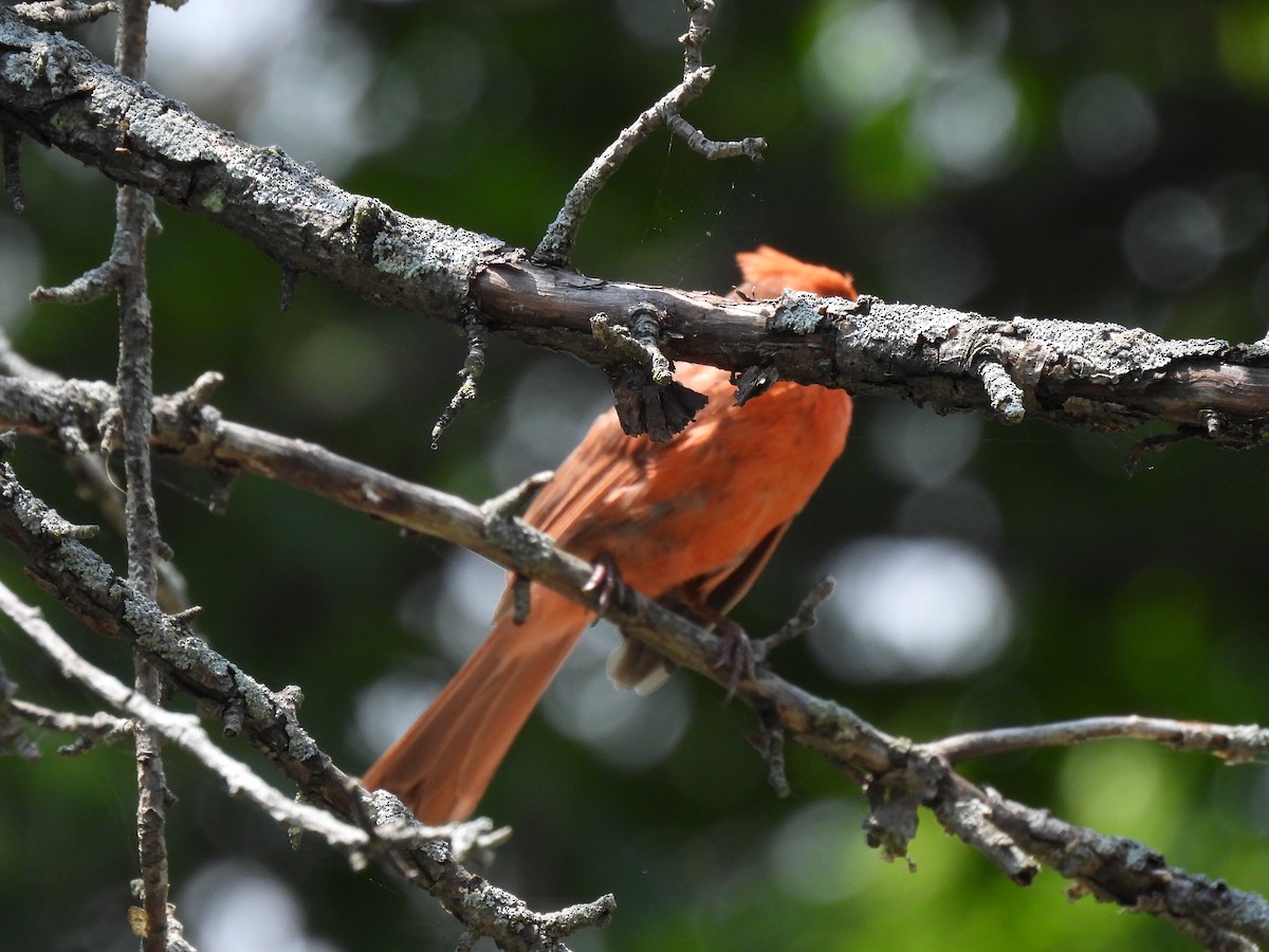 Cardinal rouge - ML645877597