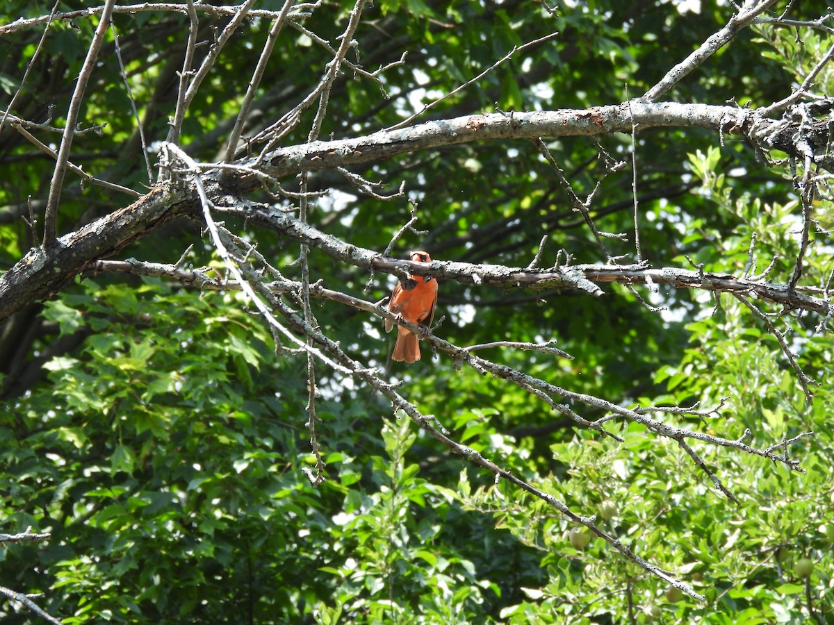 Cardinal rouge - ML645877598