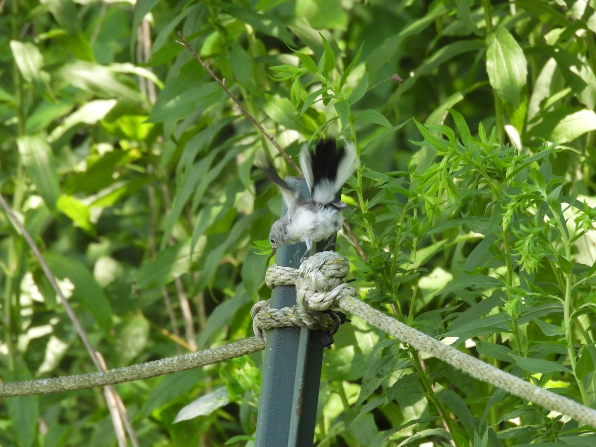 Gobemoucheron gris-bleu - ML645877605