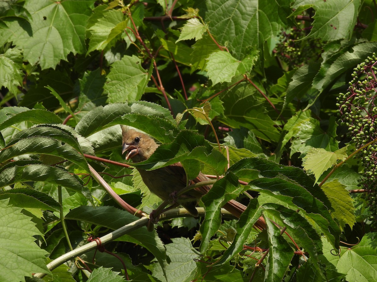 Cardinal rouge - ML645877614
