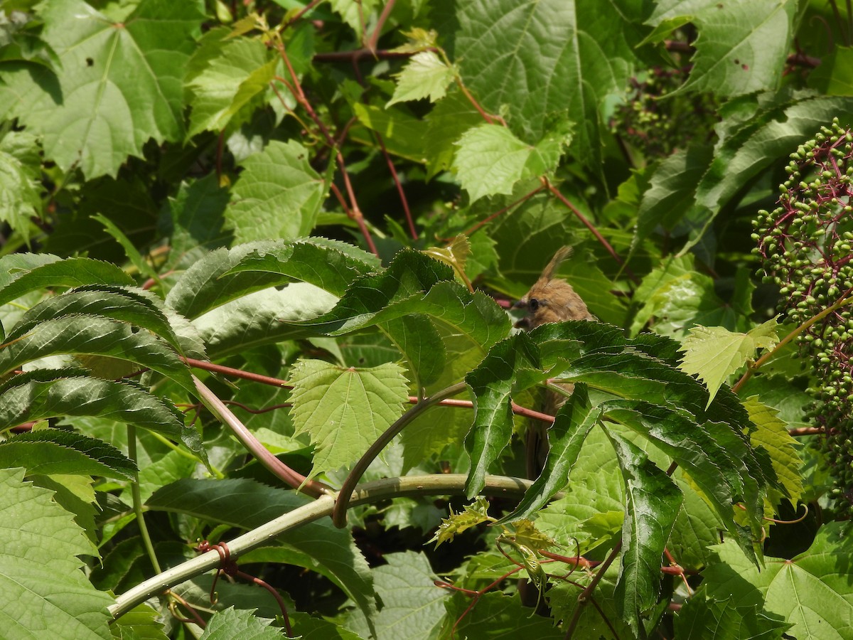 Cardinal rouge - ML645877615