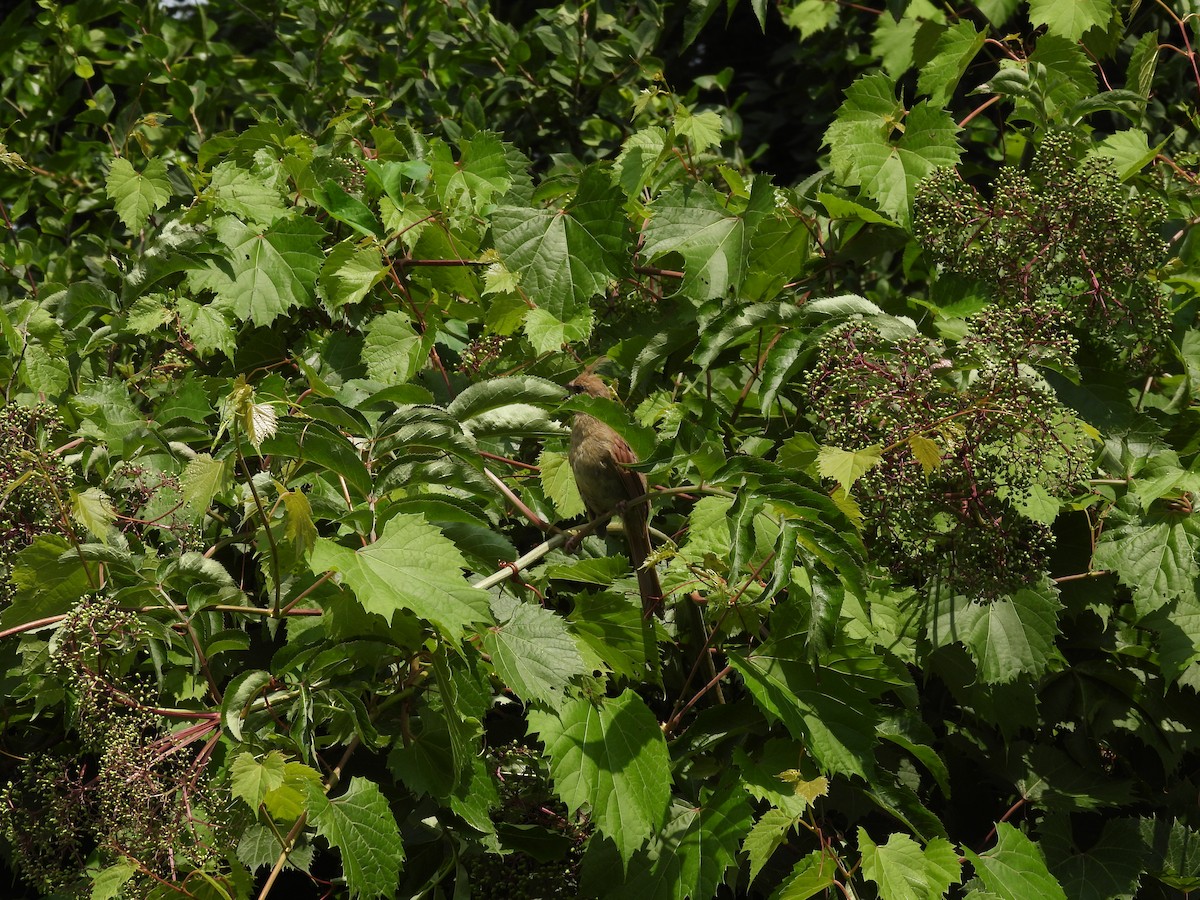 Cardinal rouge - ML645877616