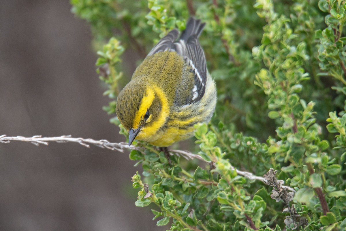 Townsend's Warbler - ML645877618