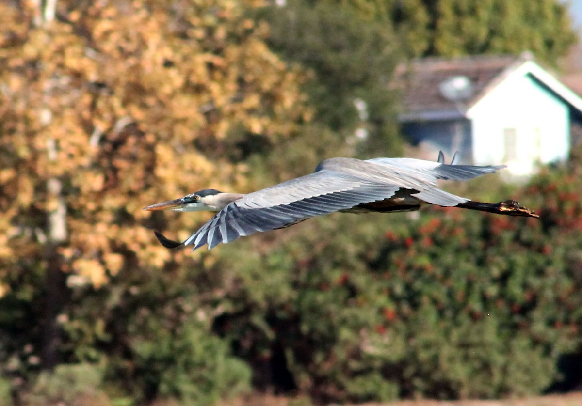 Great Blue Heron - ML645877619