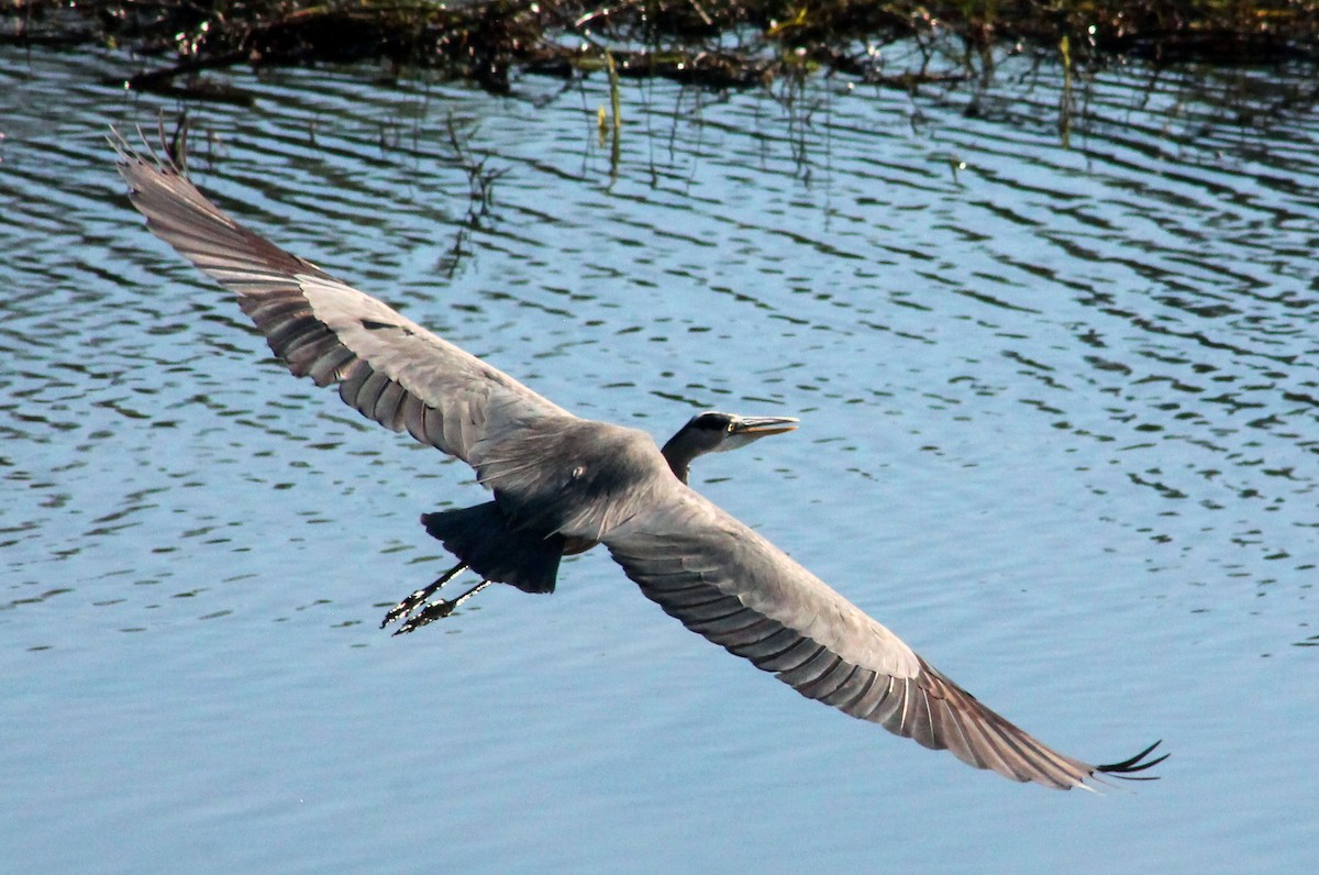 Great Blue Heron - ML645877620