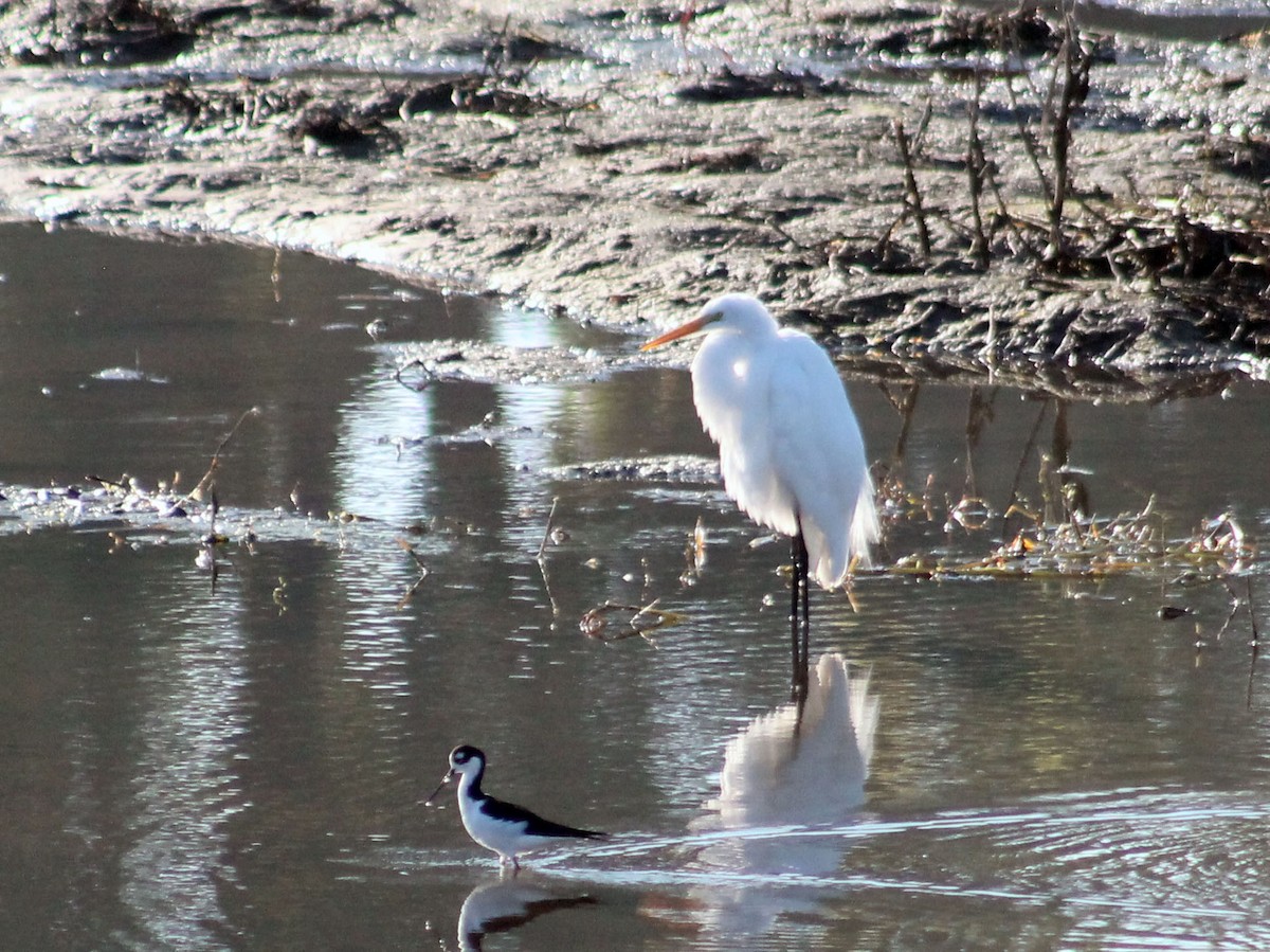 Great Egret - ML645877621