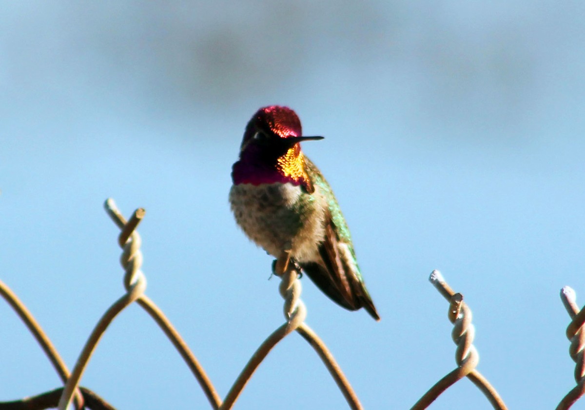 Anna's Hummingbird - ML645877630