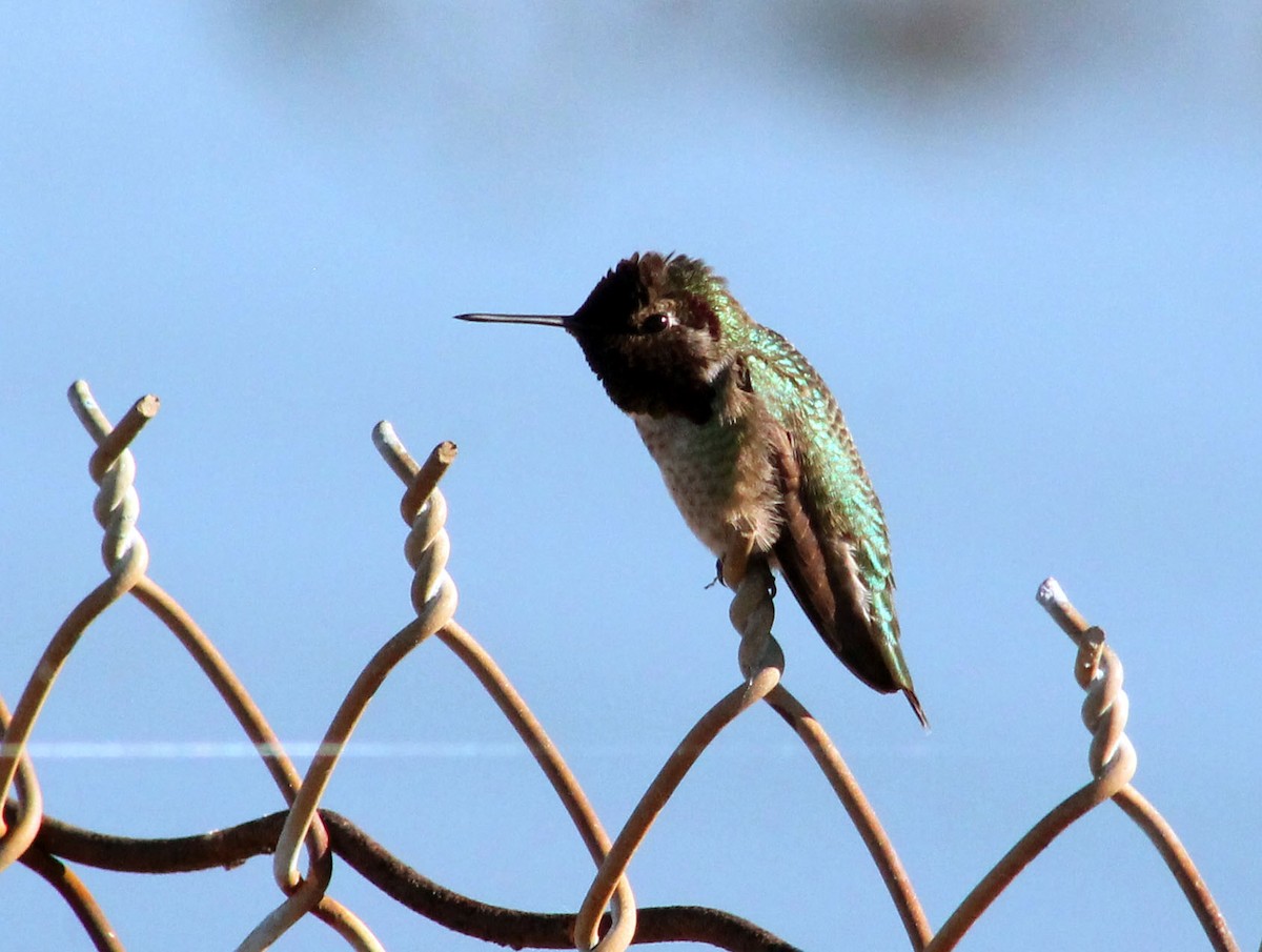 Anna's Hummingbird - ML645877631
