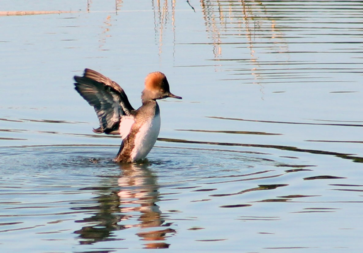Hooded Merganser - ML645877634
