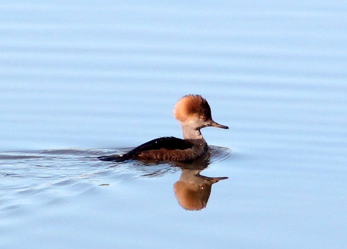 Hooded Merganser - ML645877635