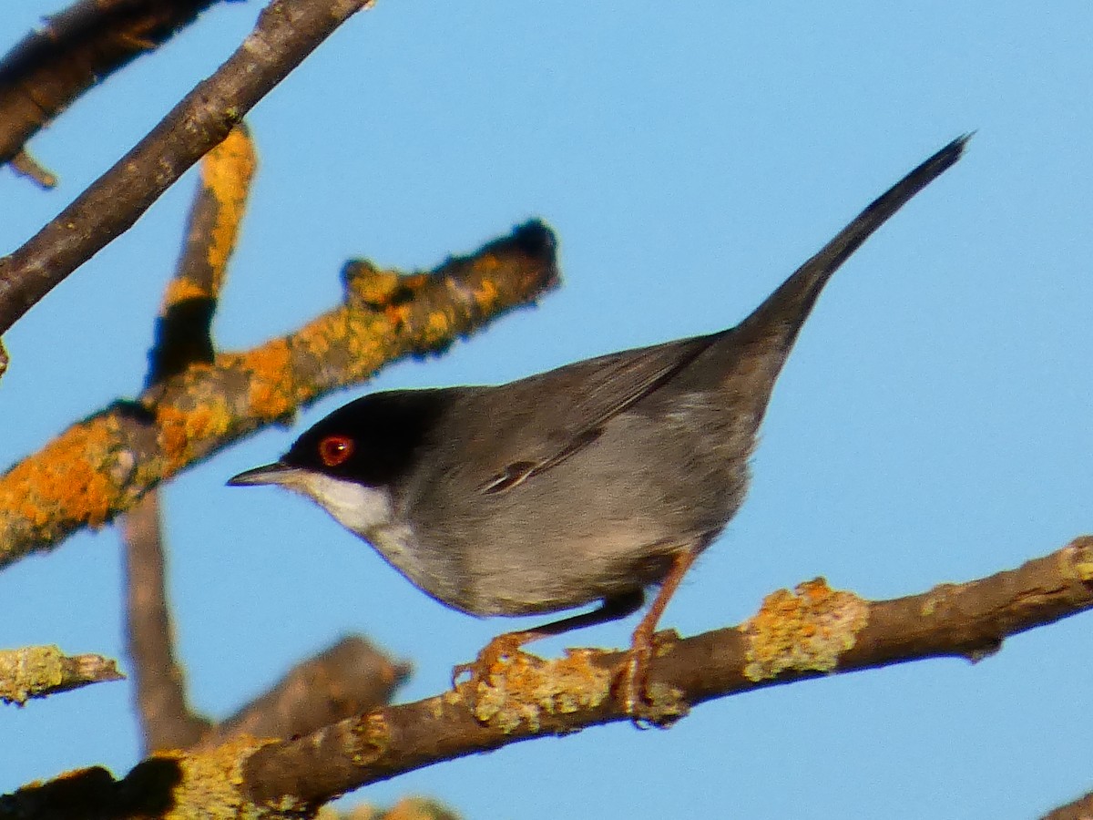 Txinbo burubeltza - ML645877642