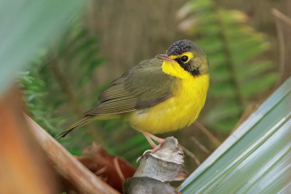 Reinita de Kentucky - ML645877647