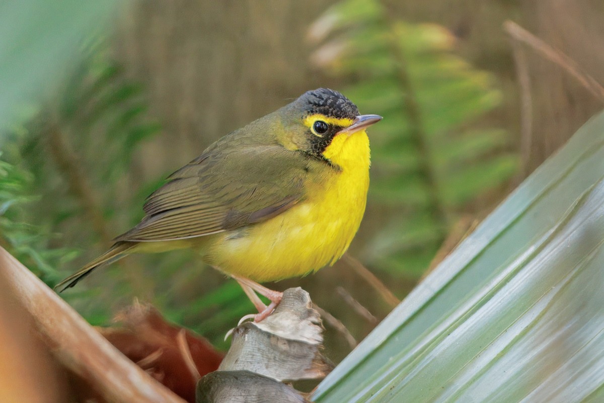 Reinita de Kentucky - ML645877648