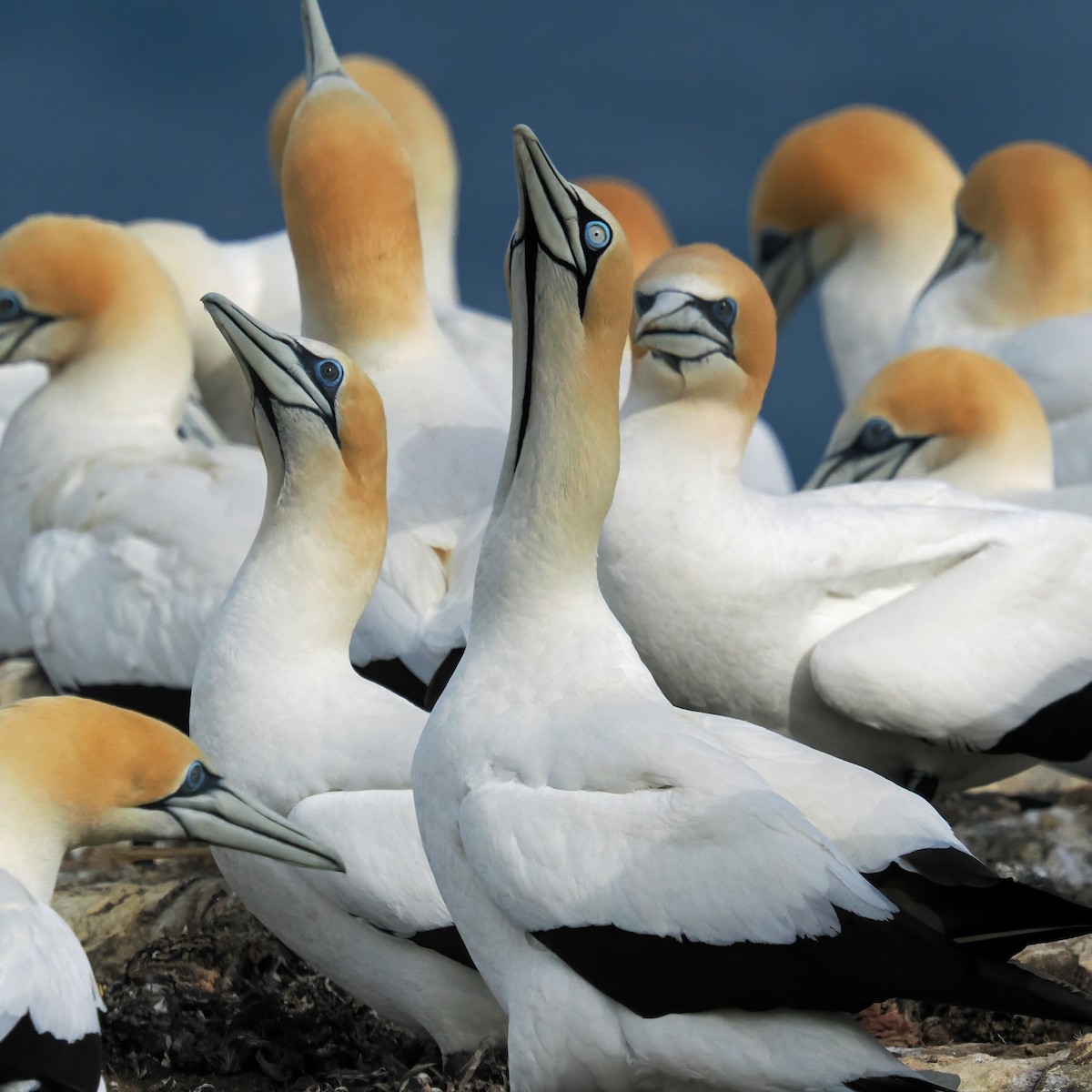 Cape Gannet - ML645877649