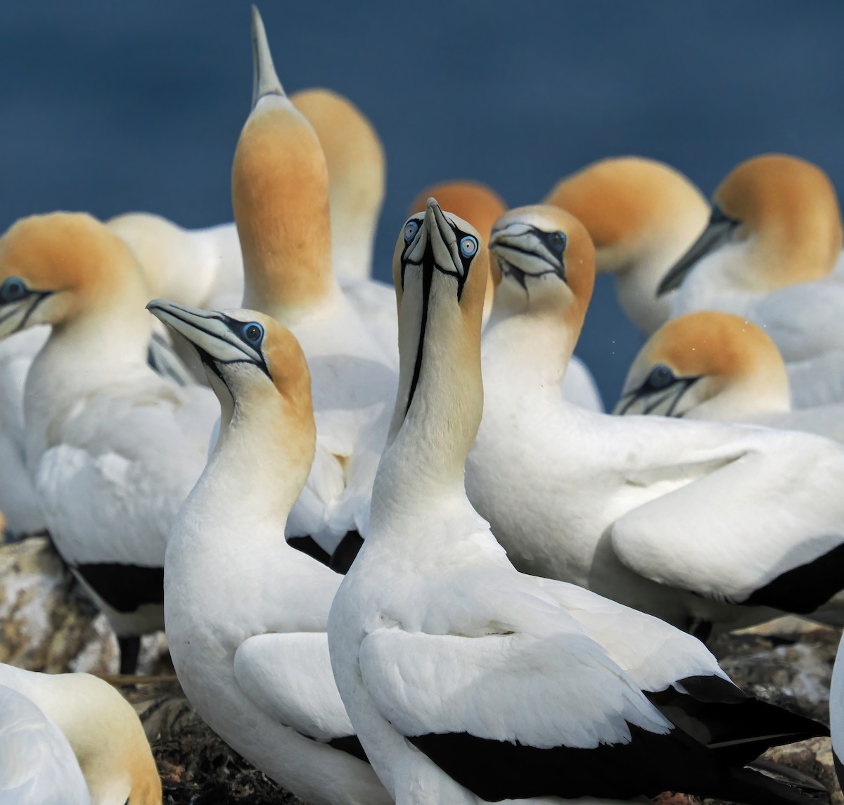 Cape Gannet - ML645877650