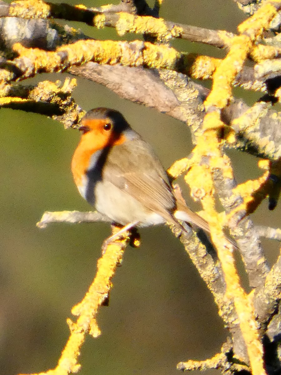 rødstrupe - ML645877653