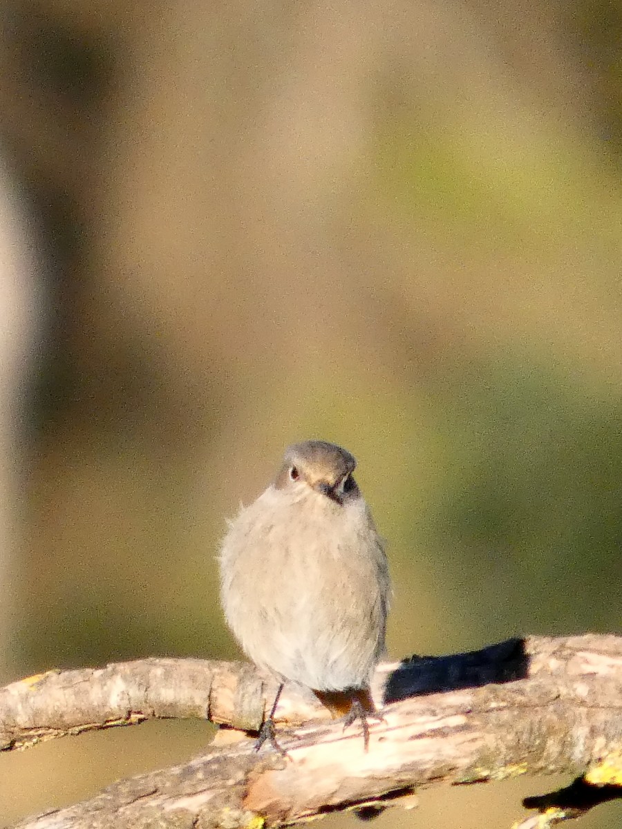 svartrødstjert - ML645877655