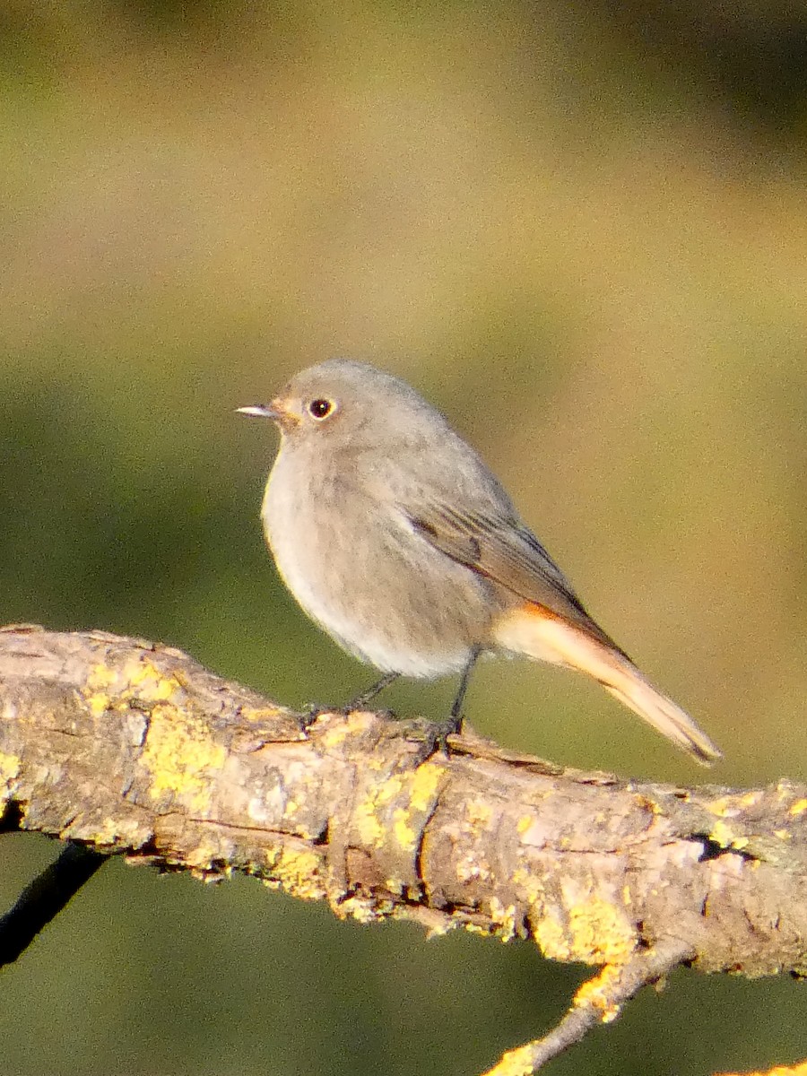 svartrødstjert - ML645877656