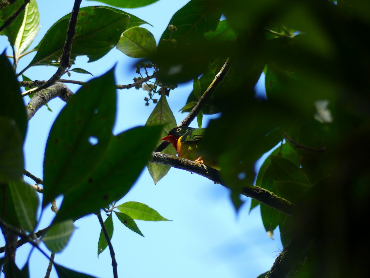 Scarlet-breasted Fruiteater - ML645877662