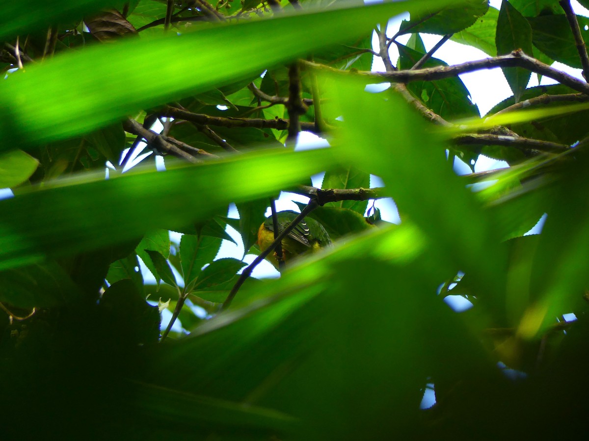 Scarlet-breasted Fruiteater - ML645877663