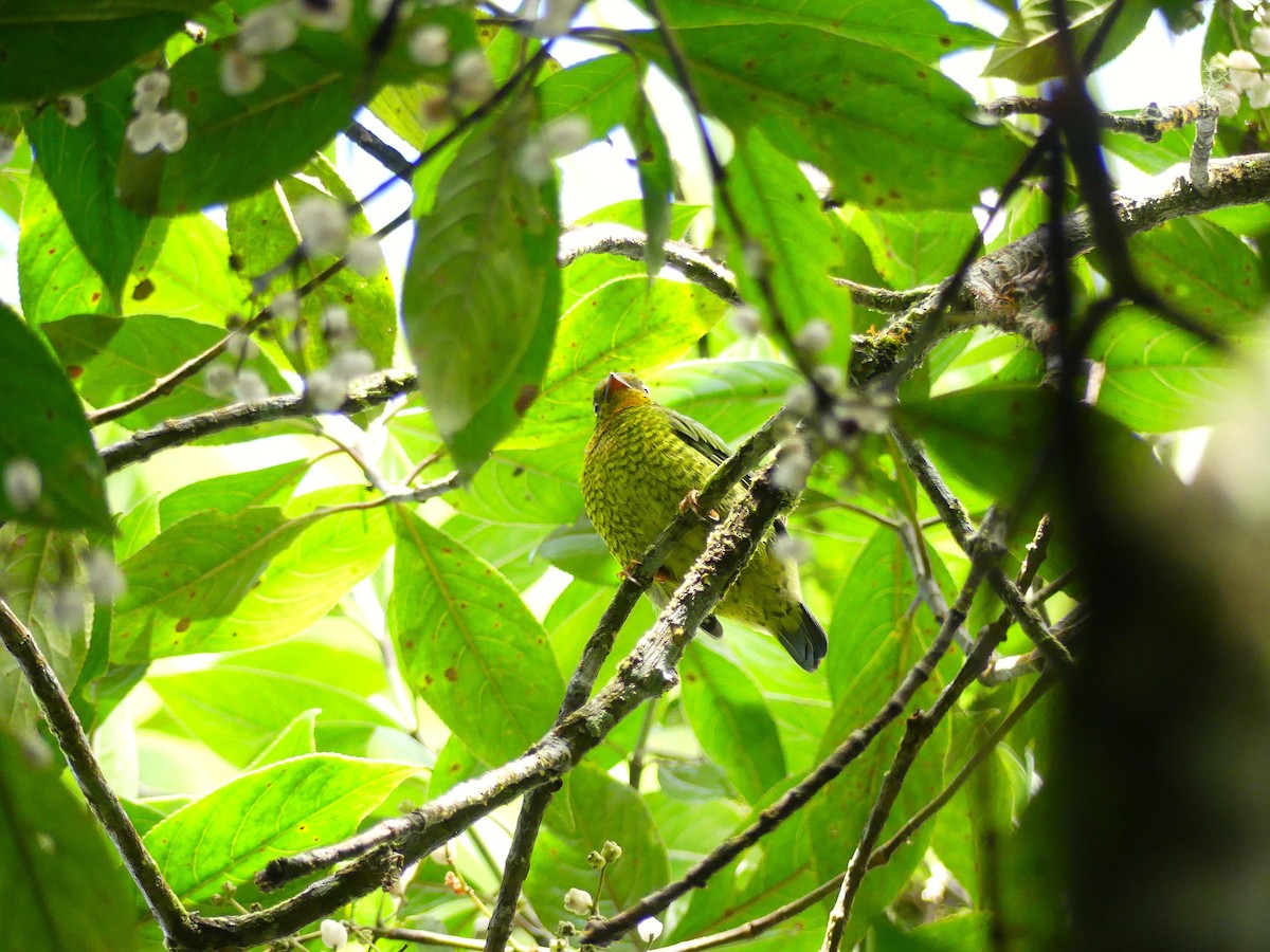 Scarlet-breasted Fruiteater - ML645877665