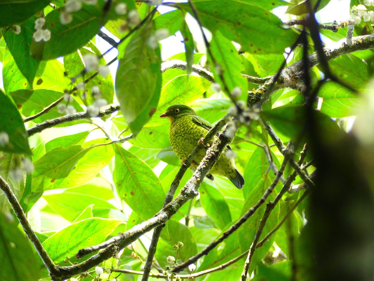 Scarlet-breasted Fruiteater - ML645877666