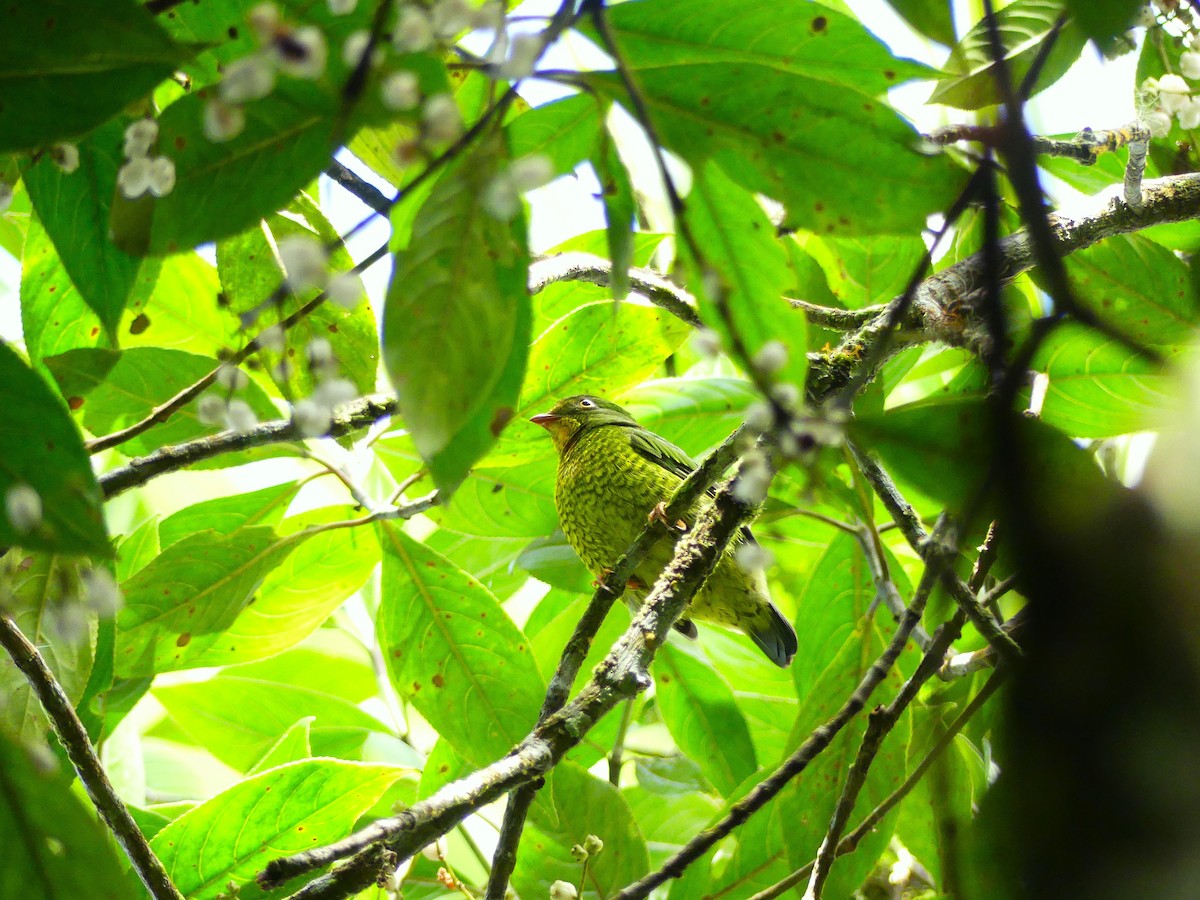 Scarlet-breasted Fruiteater - ML645877667